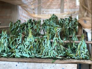Eri Silk comes from the caterpillar of Samia Cynthia Ricini, found in forest villages of Assam